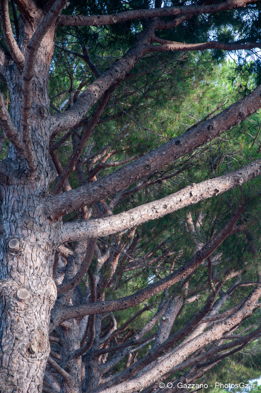 Pins - Port Saint Louis du Rhône